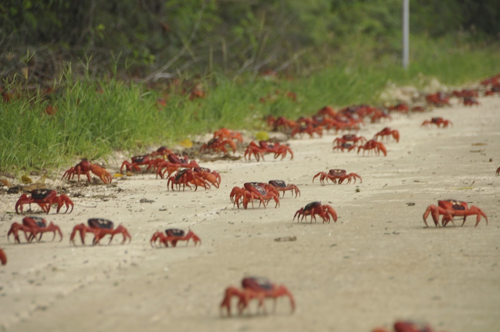 Vmail Red crab migration