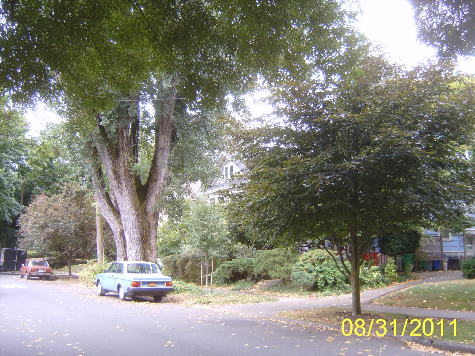 Trees of Greater Portland (revisited) Carolina poplar (p 131)