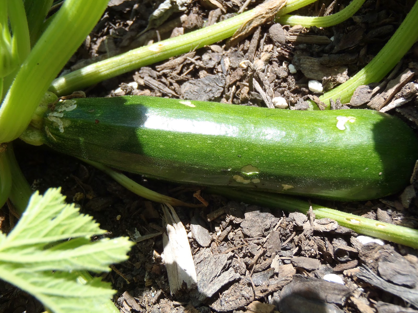 Cultivating Kids Zucchini Gone Very Wrong!