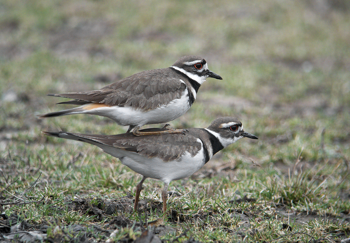 Pin by Jose Miguel Cordero on Killdeer Pinterest