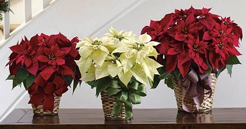 Flower Pa News Keeping Poinsettias For Next Christmas