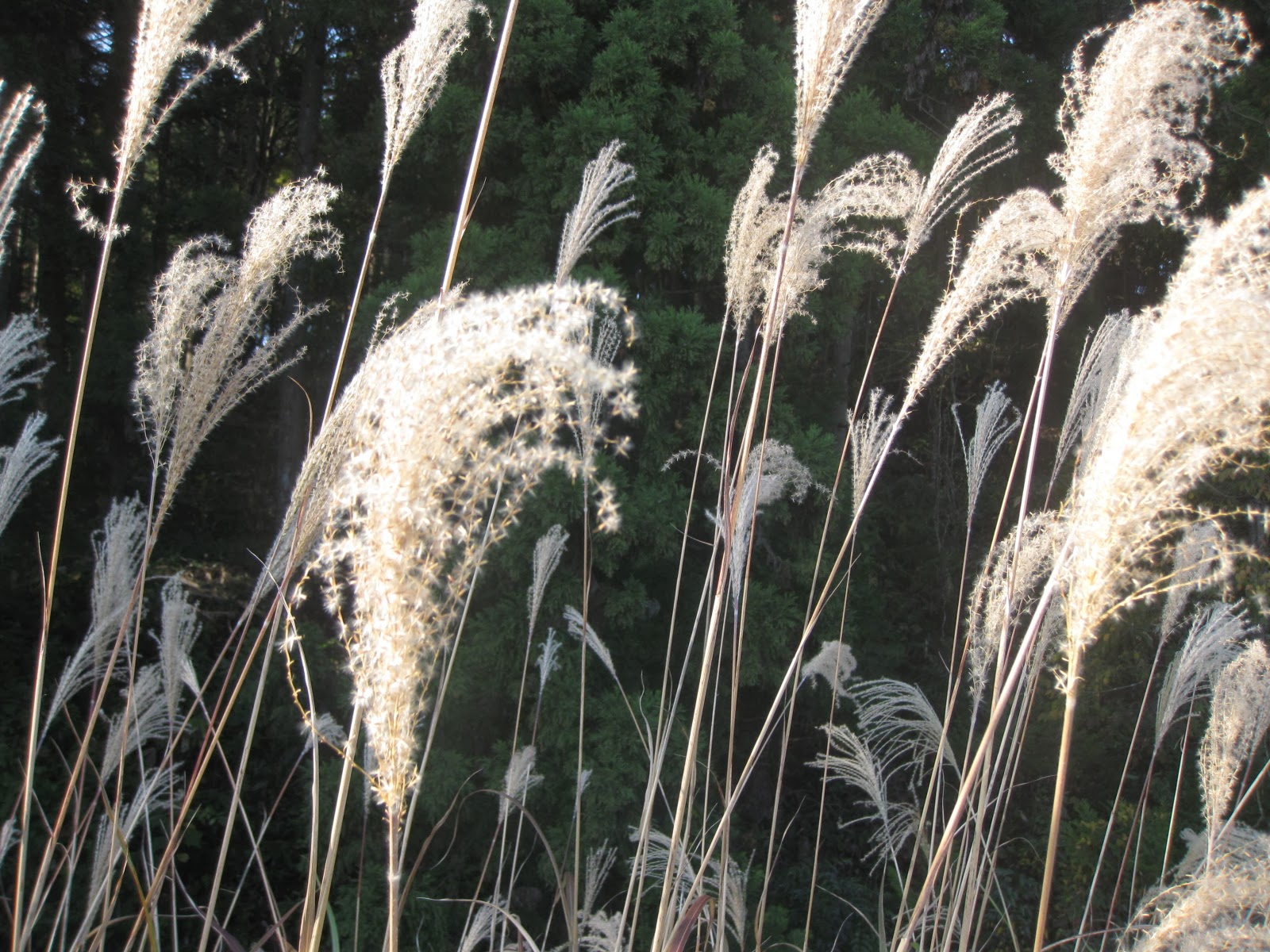 農家民宿 ゆうか庵 晩秋のすすき