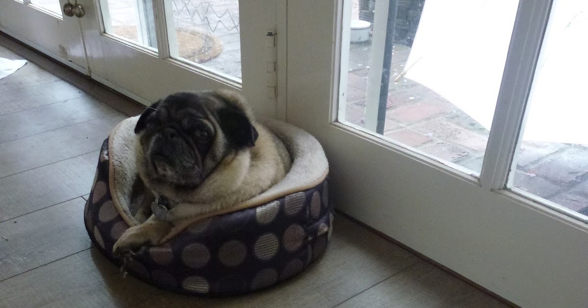 Teapots and Polka Dots Pugs and House Renovations