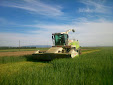 Forage harvester. Claas Jaguar