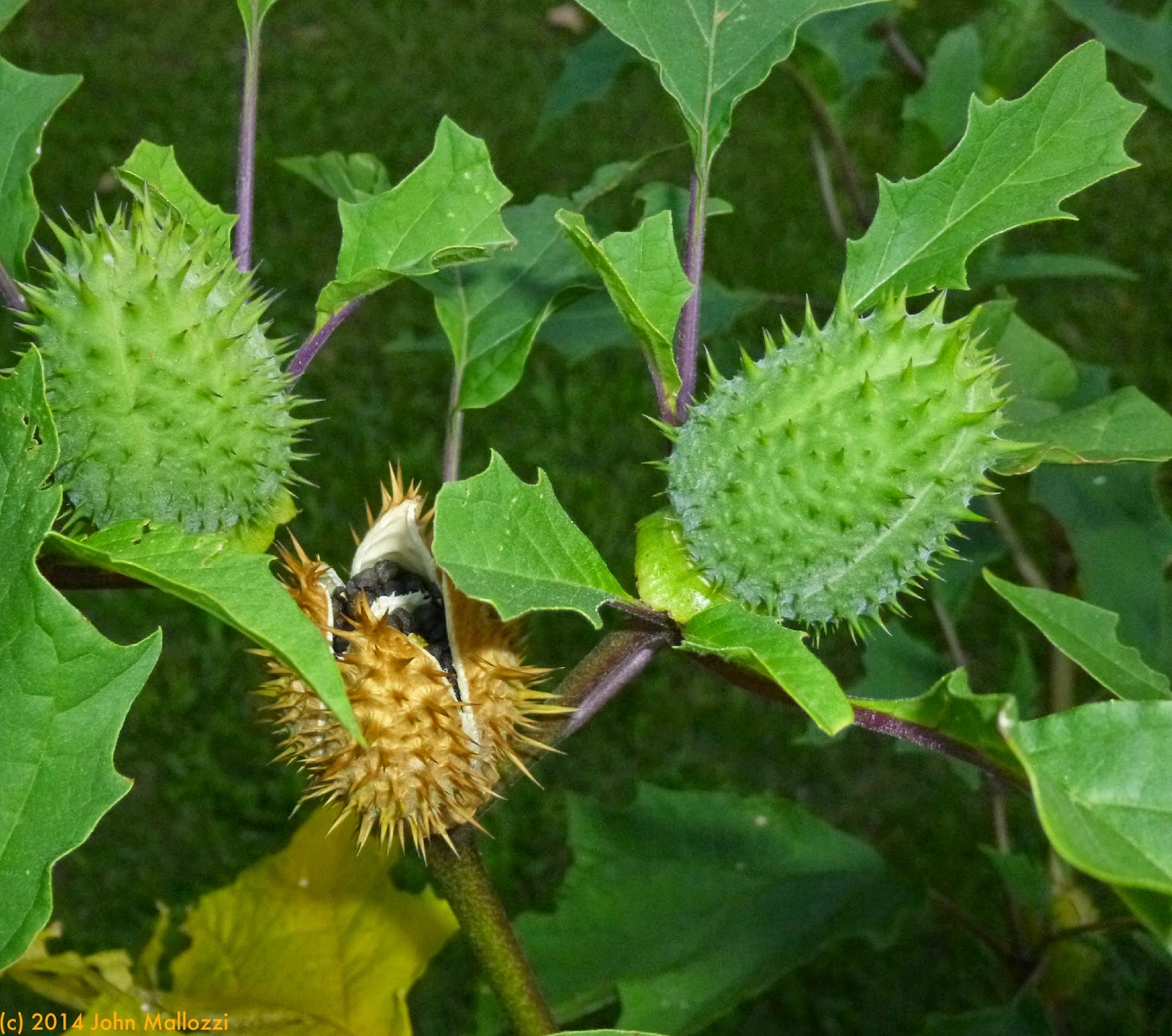 REFLECTIONS My Maturing Datura Plant