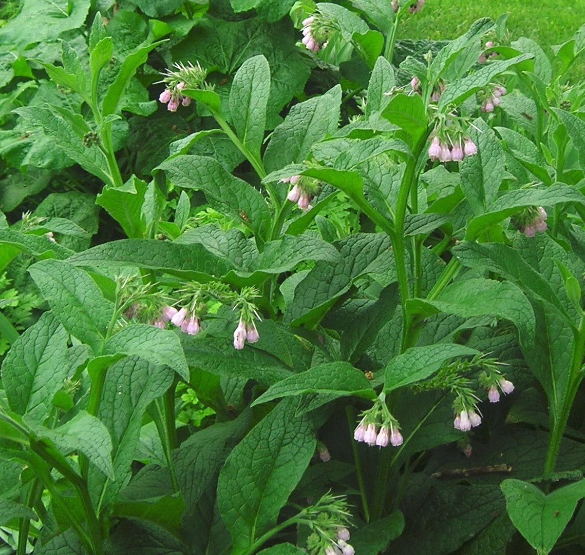 In the Garden and More Comfrey... Miraculous Medicine