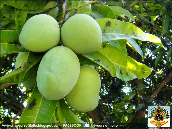 ILOILO FOOD TRIP Fruit of the Day Indian Mango