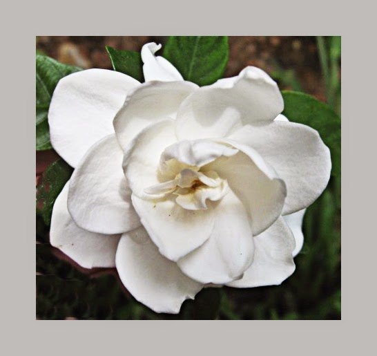 Gardenia