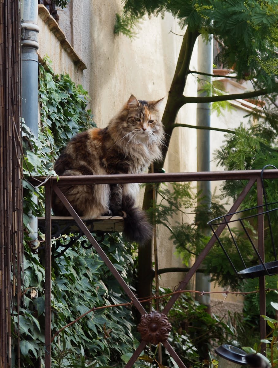 chat menton