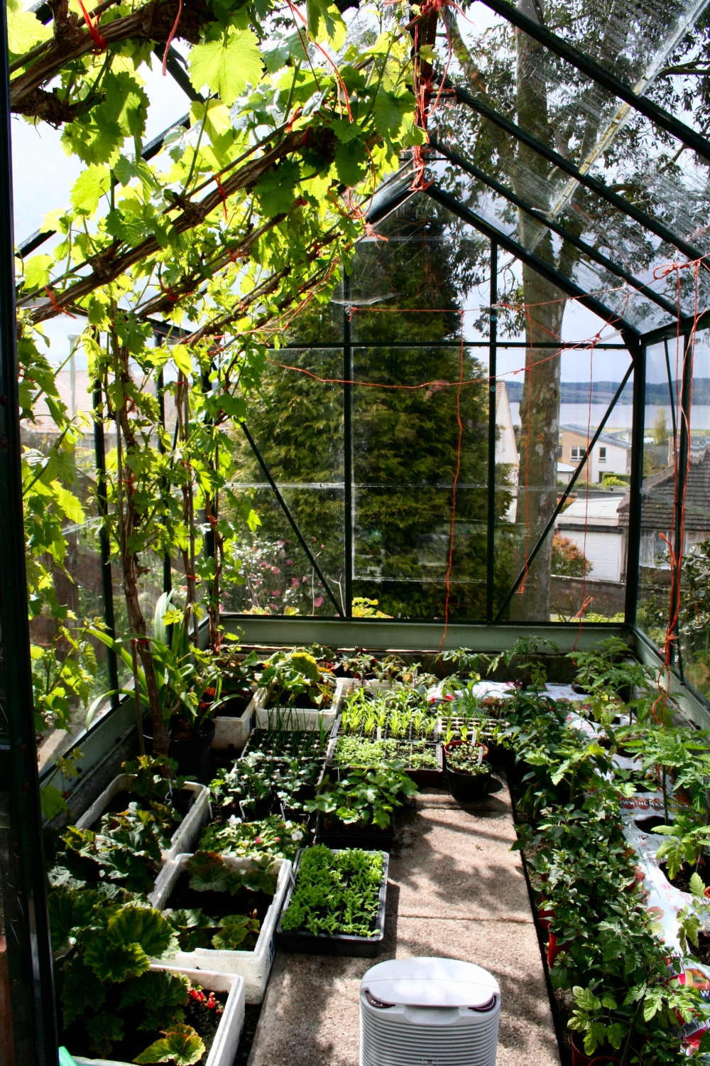 Scottish Artist and his Garden THE GREENHOUSE IS OVERFLOWING
