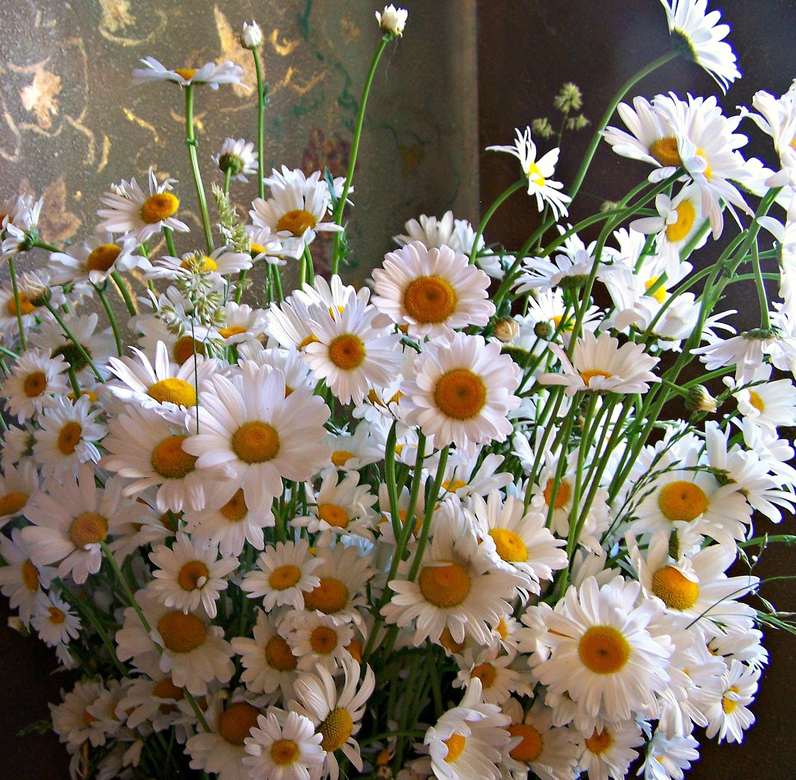 Art and Alfalfa Daisies growing everywhere