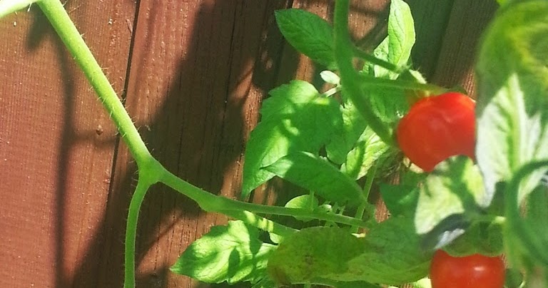 Filzgarten Friday Flowerday Lilien Langstielig Und Doch Zu Kurz