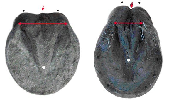 Fear primal film The Equinist: Articles and Commentary by Susan Kauffmann: HORSE