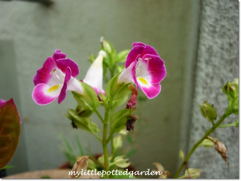 My Little Potted Garden What's Blooming Right Now