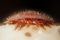 Varroa ve Mücadele Yolları