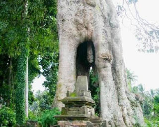 7 Pohon Dengan Bentuk Aneh dan Unik Yang Ada di Indonesia