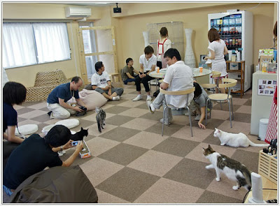 Những Nhà Hàng Độc Đáo Tại Nhật Bản Cat-cafe+meo+meo
