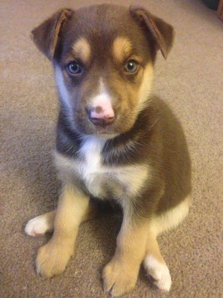 german shepherd mixed with husky. I am in love. I want this puppy