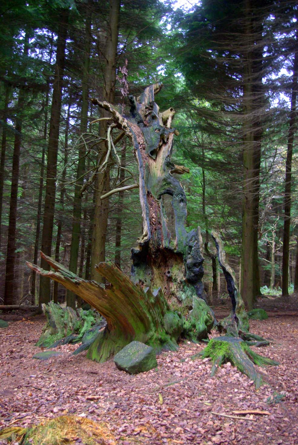 Out & About Shinning Cliff Woods & The Betty Kenny Tree