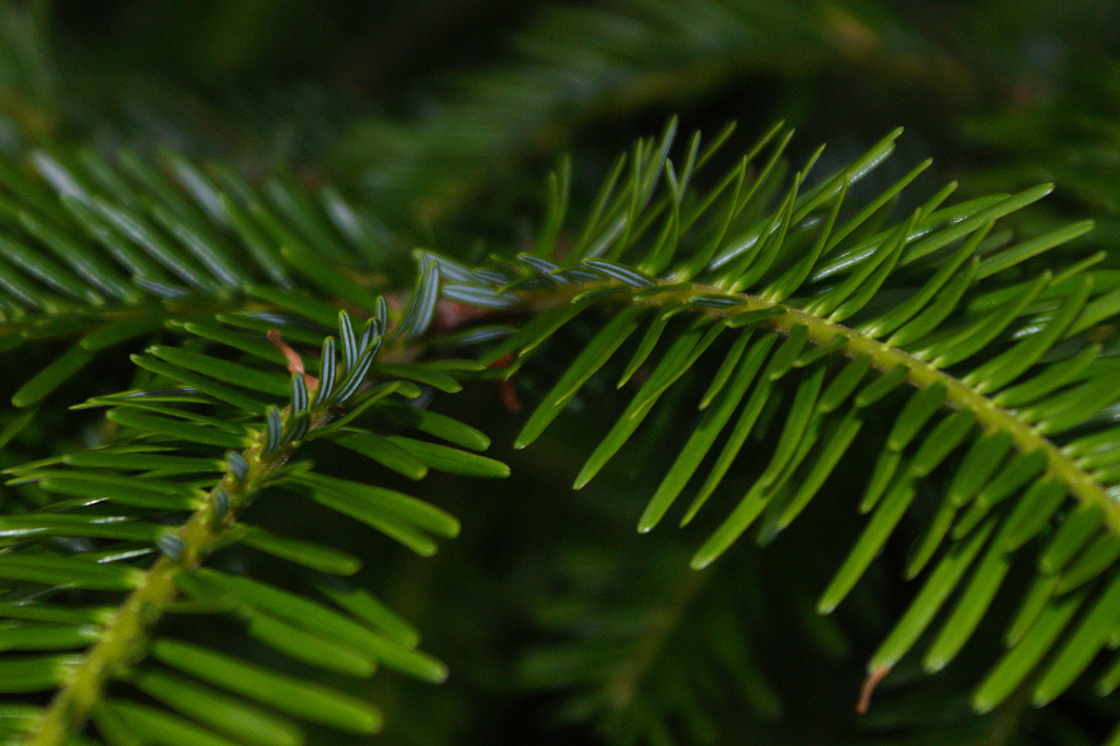 Real Monstrosities Yew