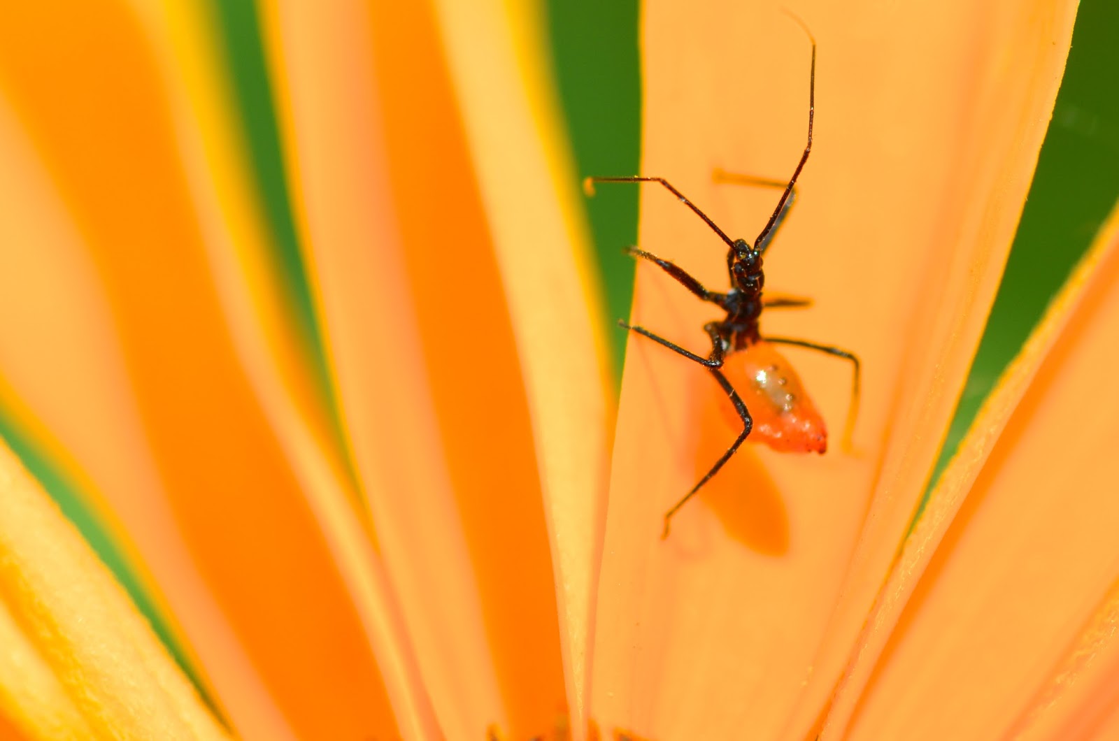 A Baby Wheel Bug ! Focusing on Wildlife