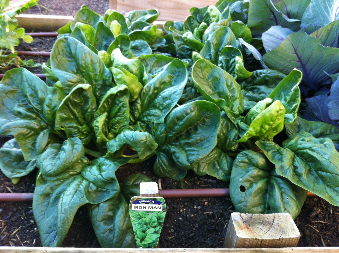 Is The Iron In Spinach Bioavailable at randyabuncho blog