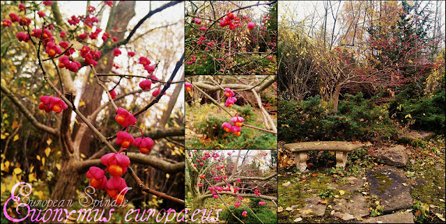 spindle tree spindle tree