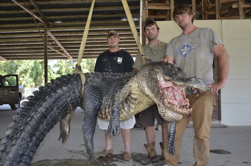 741Pound Gator Caught In Mississippi Believed To Be The Biggest