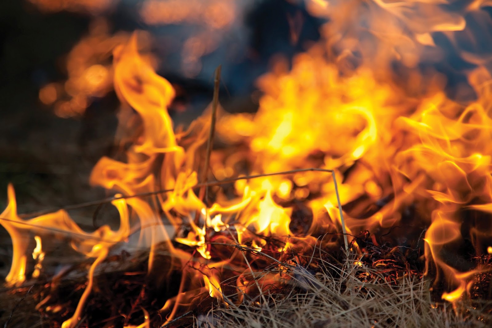 Burn Baby Burn Fire, Forests, and Carbon Science Storiented