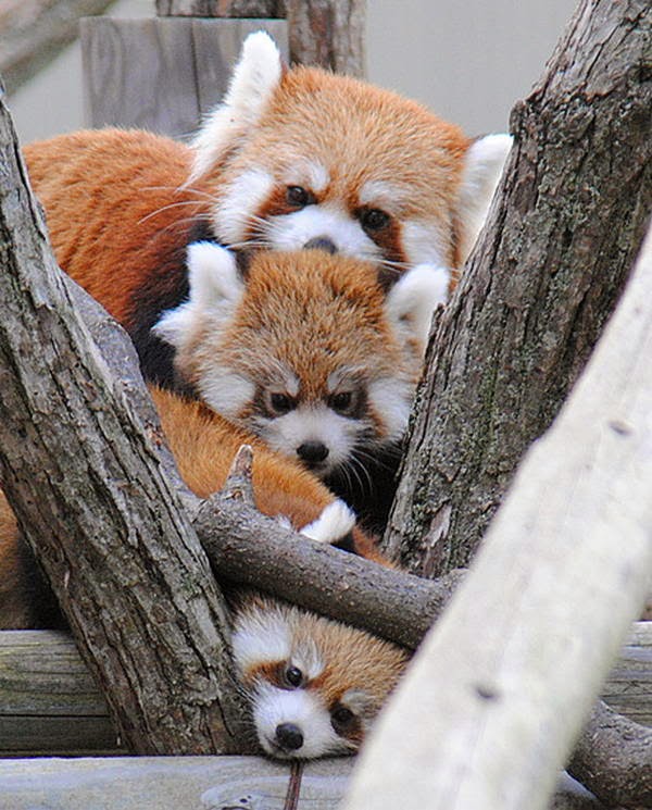 40 Adorable red panda pictures (40 pics), pile of red panda on the tree