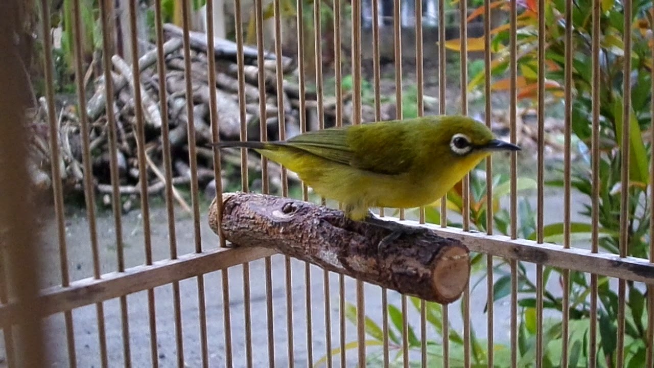 Klatenjuraganukm Tips Melatih Mental Burung Pleci