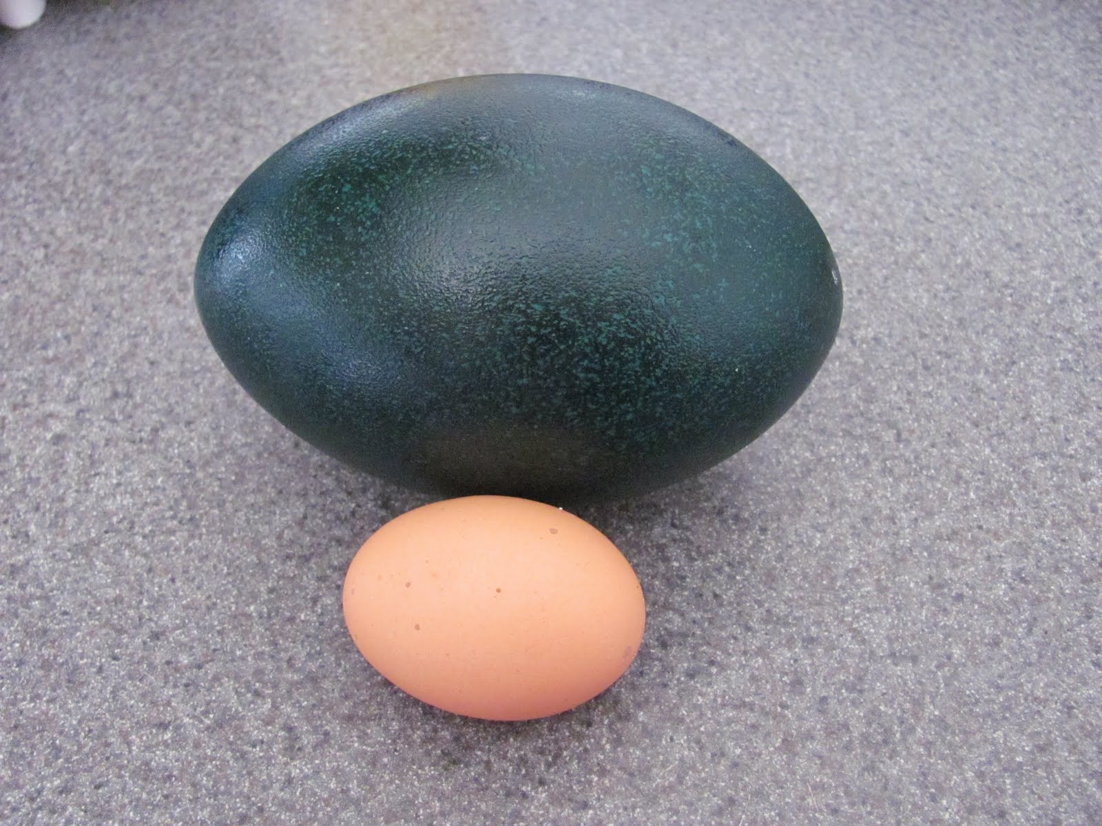 Emu Egg.