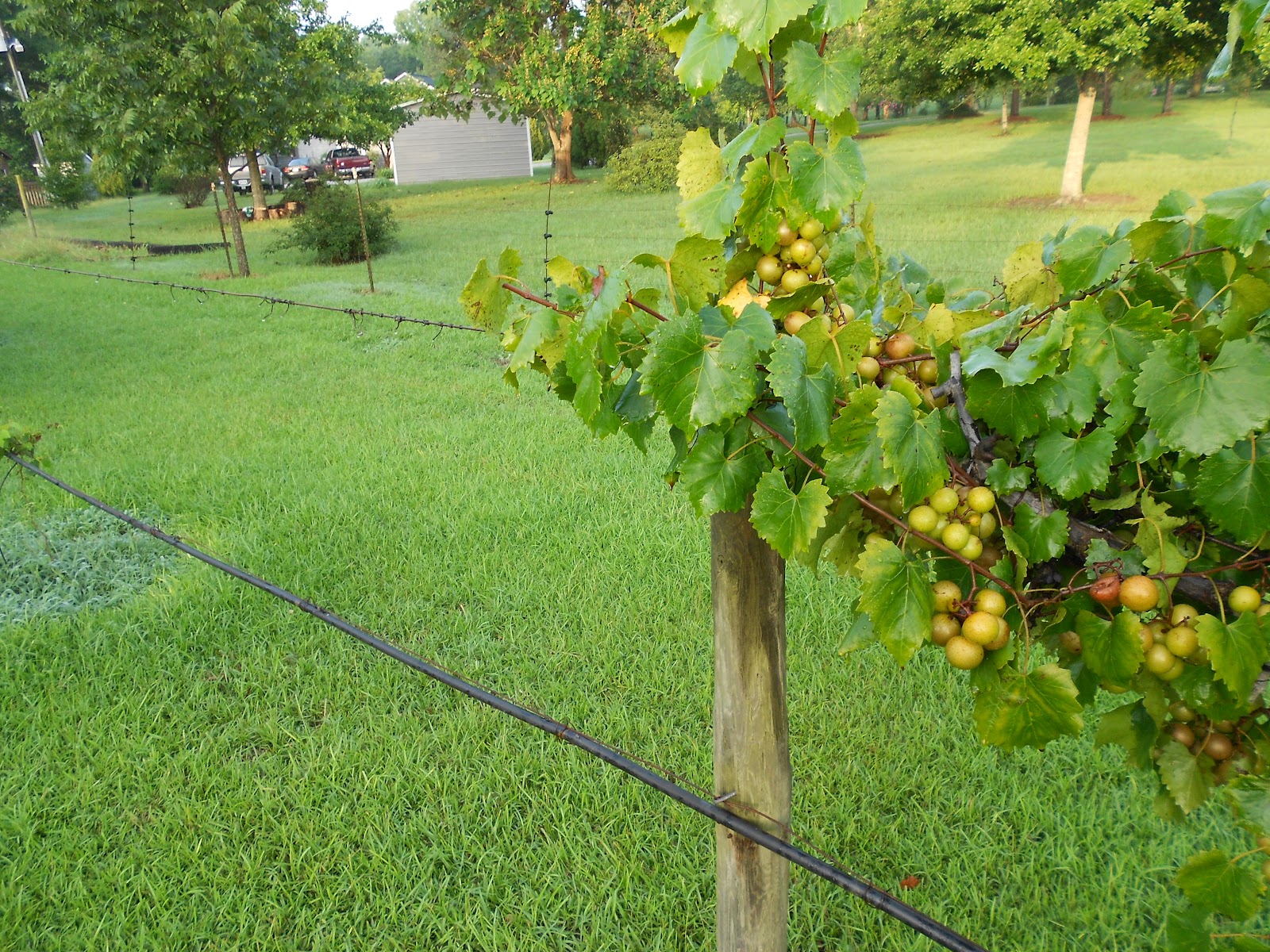 99 Acres Alabama Picking Grapes in Demopolis