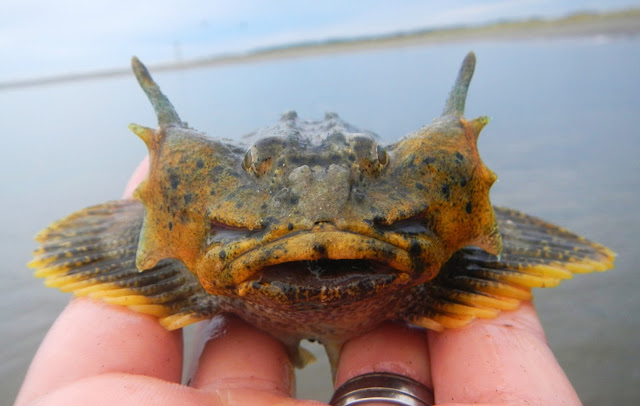 Buffalo Sculpin