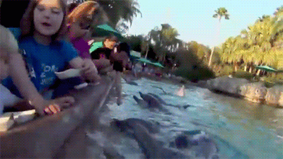 Animals vs kids (40 gifs), animals being jerks gif, dolphin bites girl's hand
