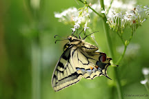 Papillon machaon