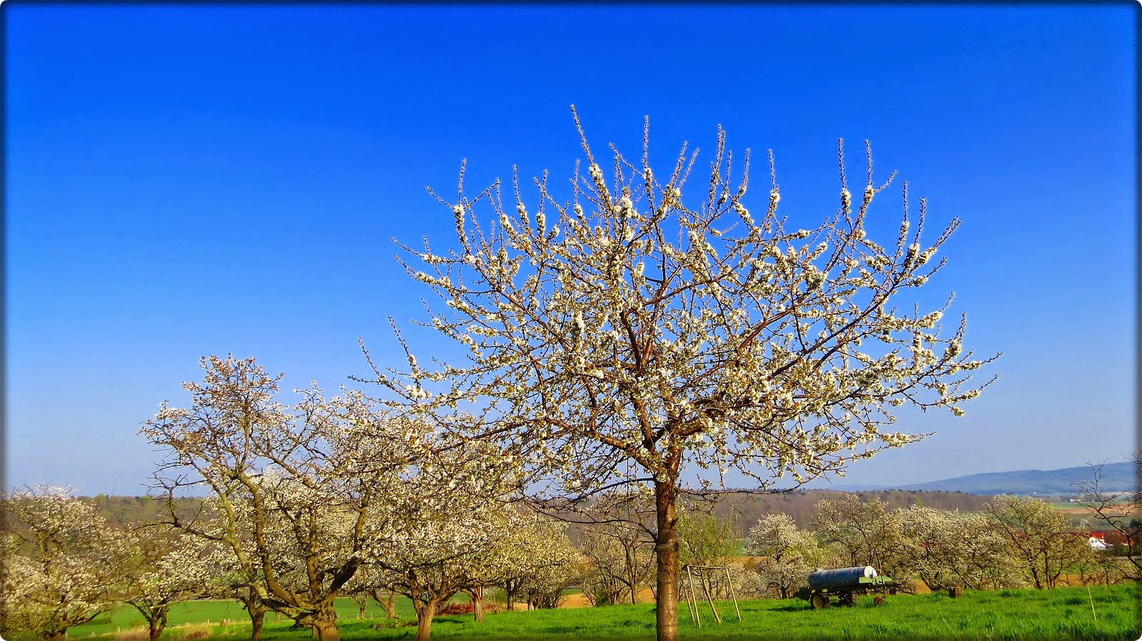 Frühling lässt sein blaues Band...