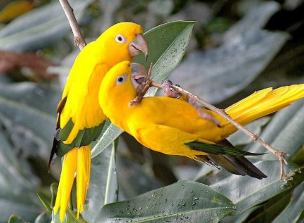 paradise island 2 yellow parrots