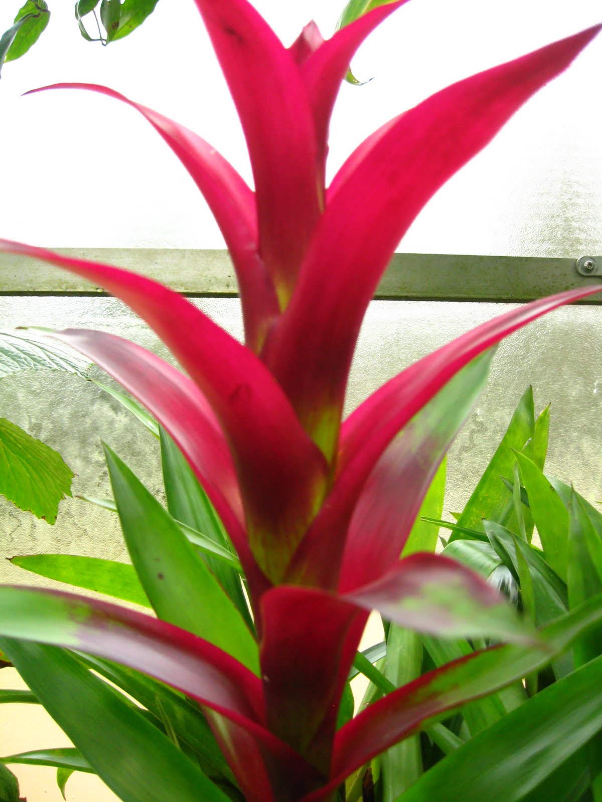 HOME EDUCATION Plant Science 4 Plant Adaptations (The Palm House and