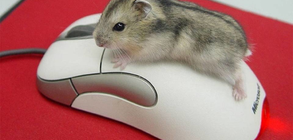 Красивое тело скромной мышки