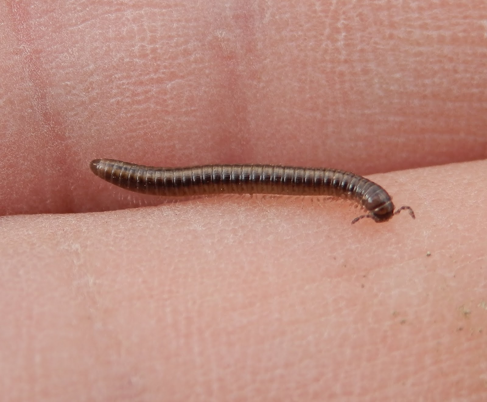 Wildlife on our allotment Tiny Millipede