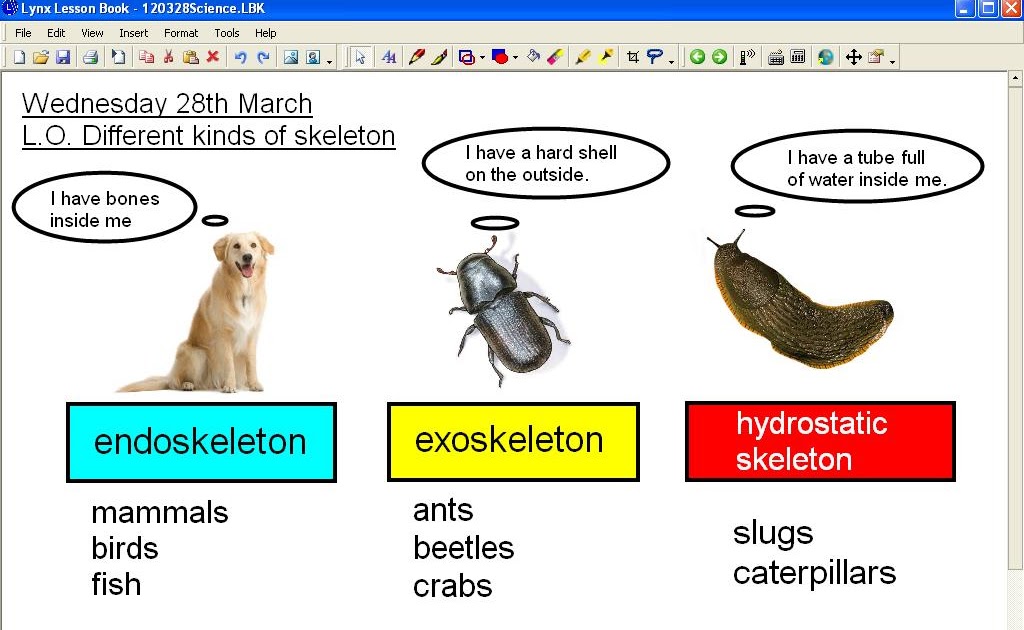 Mr Howe's Class: Science: different kinds of skeleton