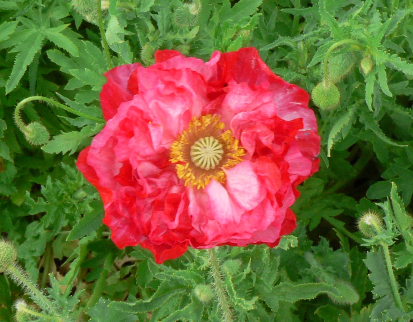 Visit My Garden Annual Poppies