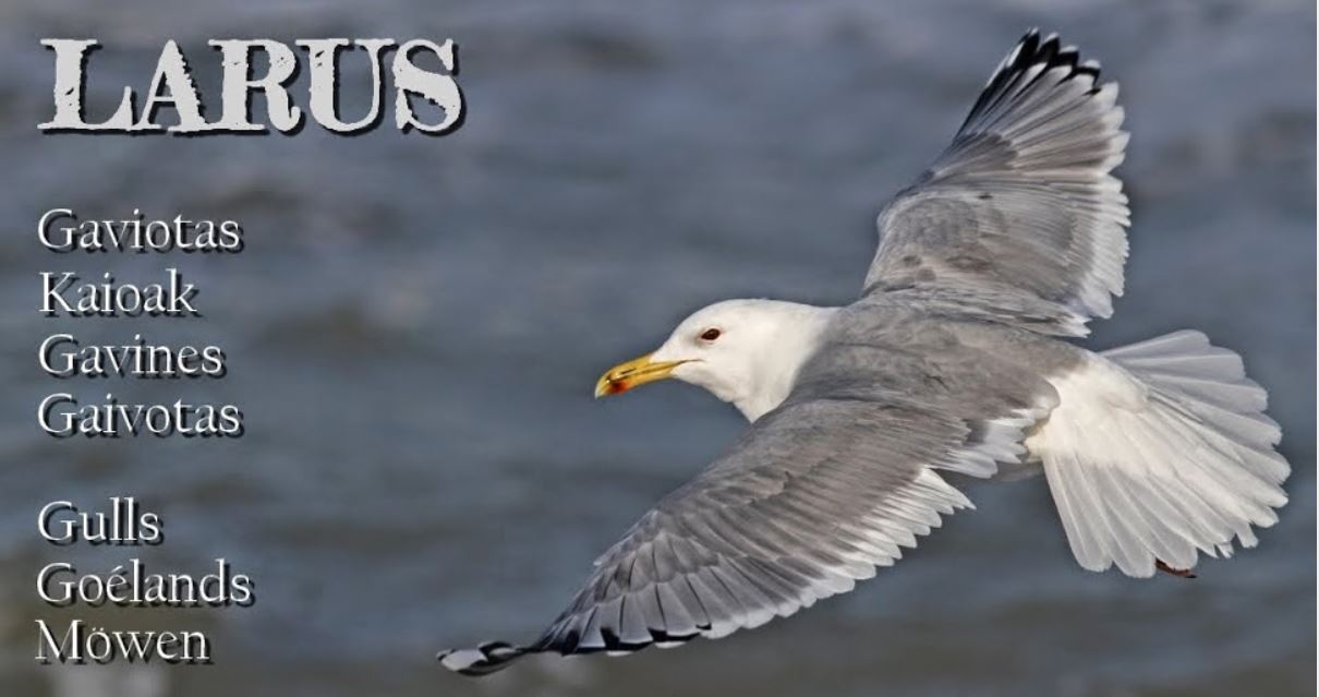 LARUS / GABRIEL MARTIN