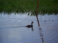 Eared Grebe