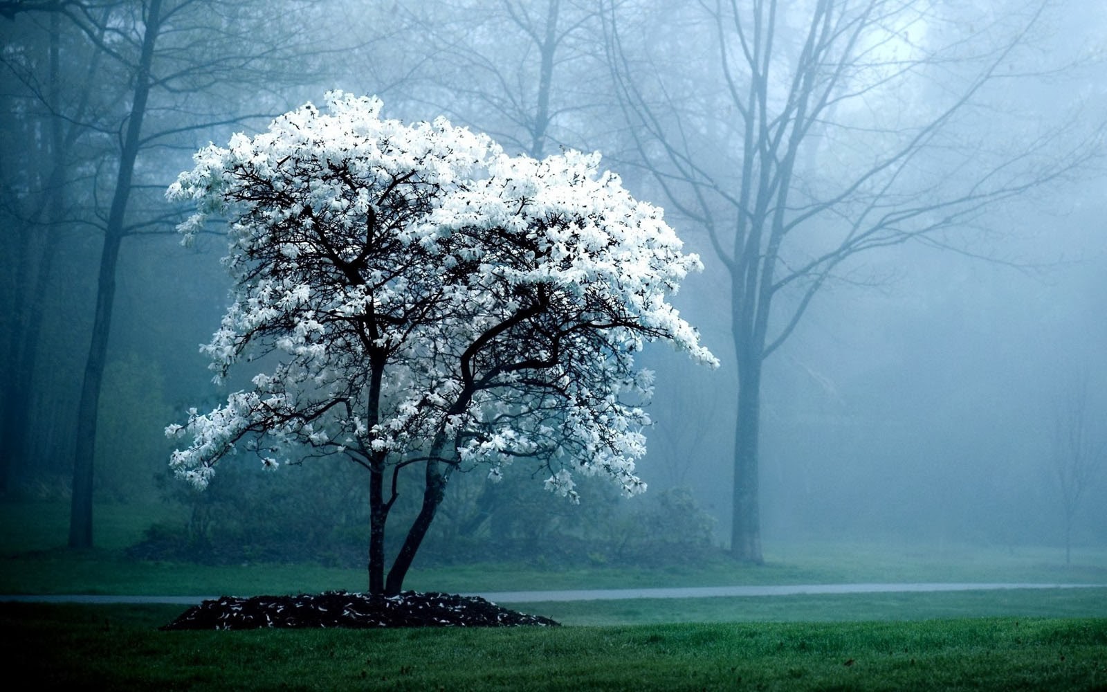 Wallpapers Trees In The Mist