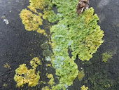 Golden shield lichen 2013m6