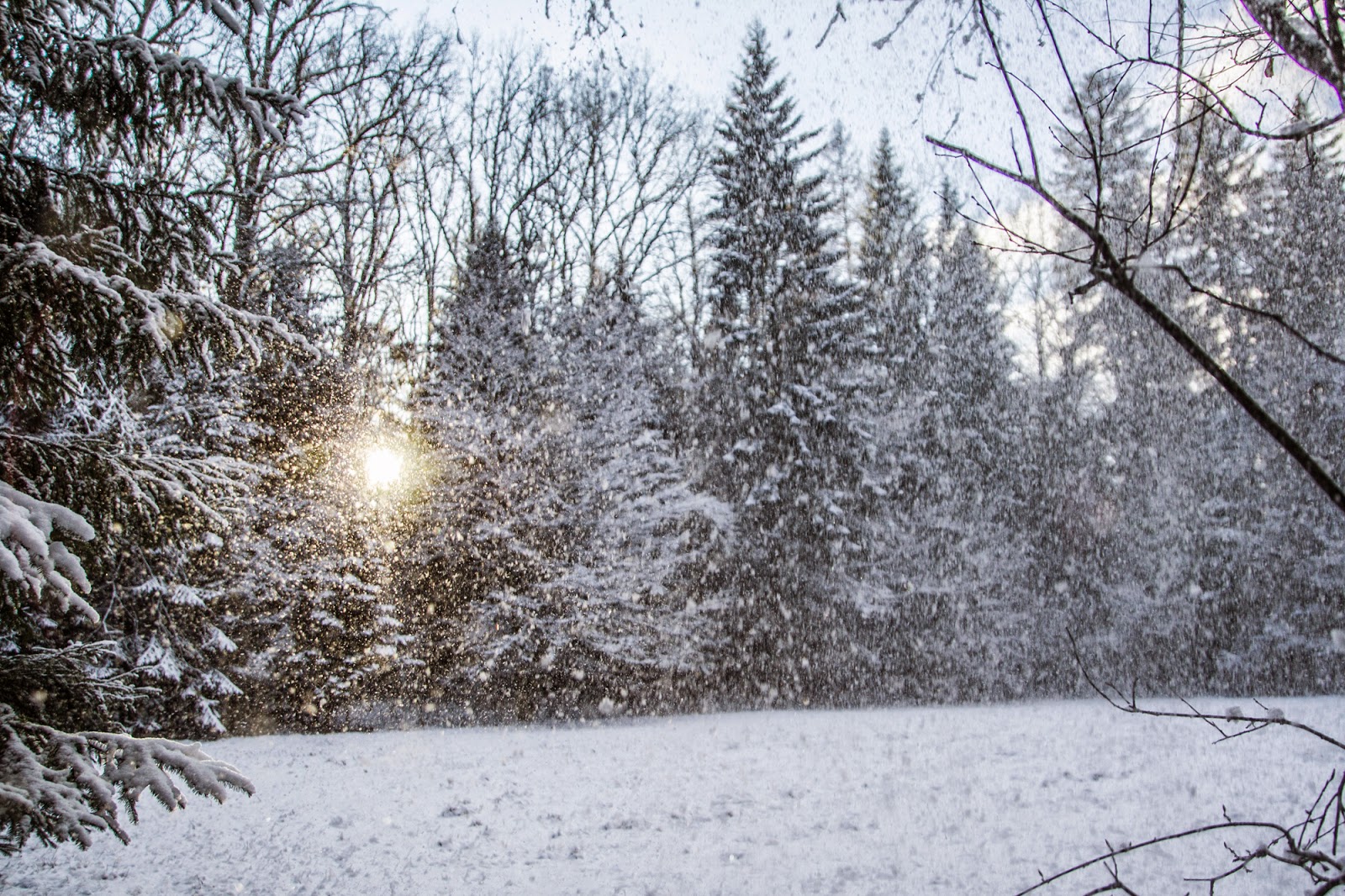 Gwiazdka w Puszczy - Ania w Podróży