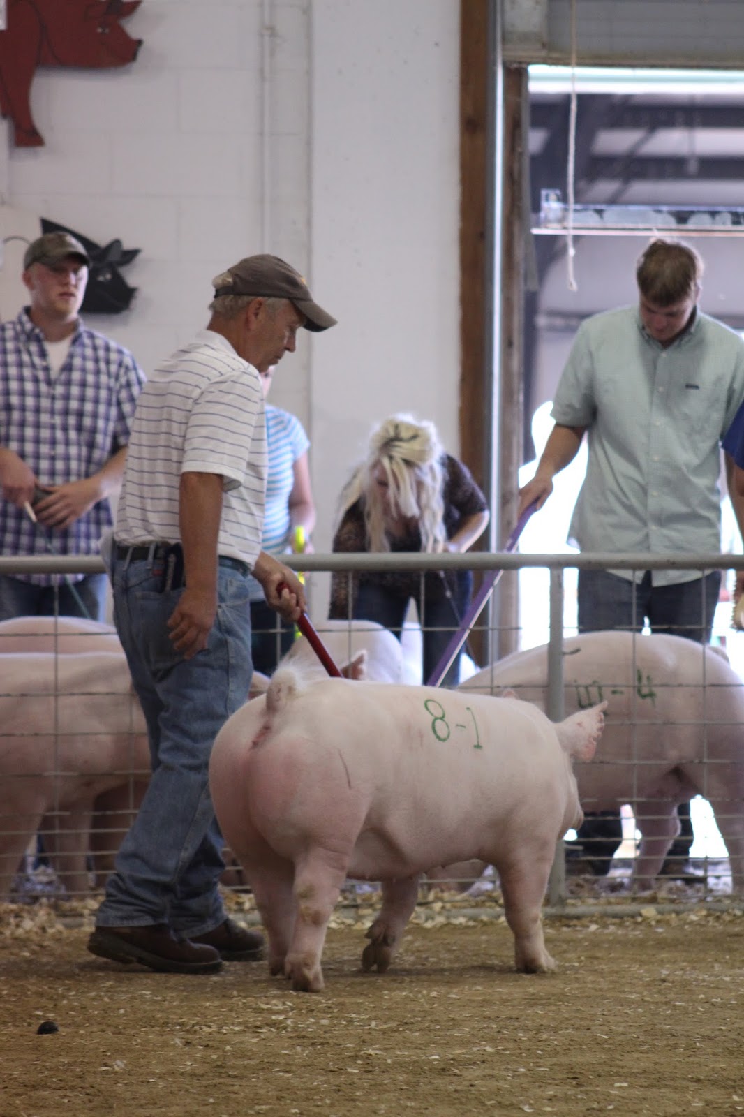 NSR Show & Sale Results 2013 National Barrow Show Yorkshire Boar and