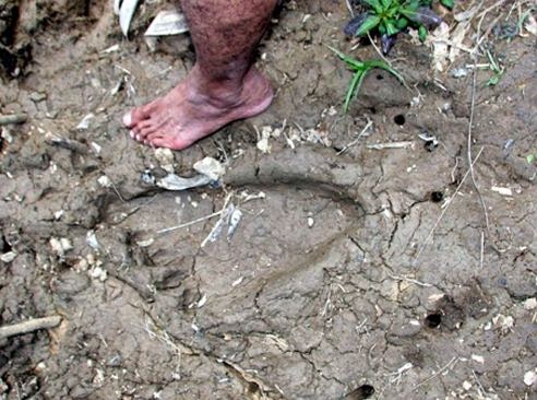 Huge Mystery Footprints Found Near Forest In Malaysia
